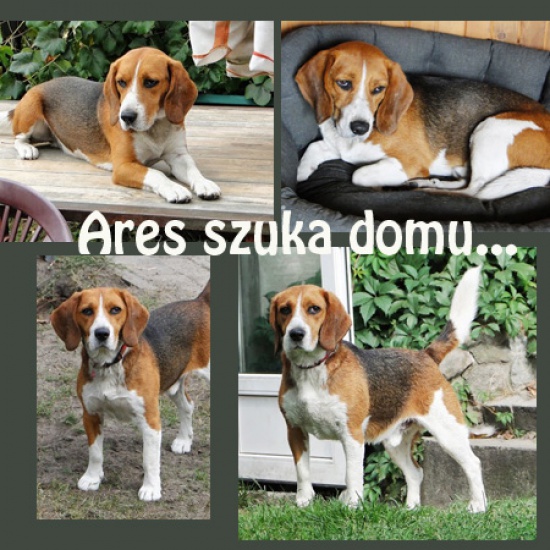 Czteroletni ARES szuka nowego domu
