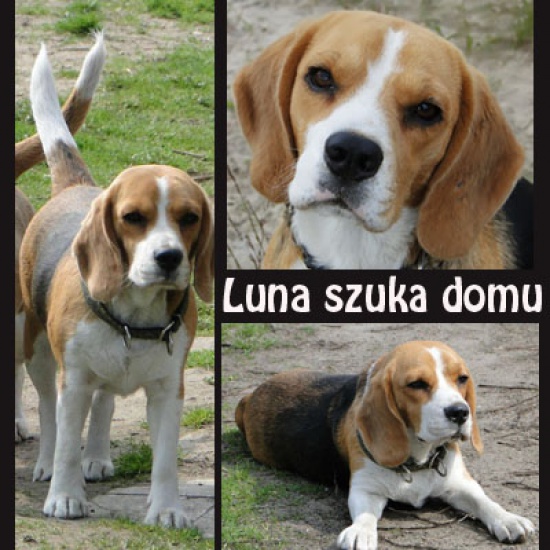 Dwuletnia LUNA szuka dobrego domu 